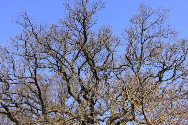 Large old oak in the winter sun clipart