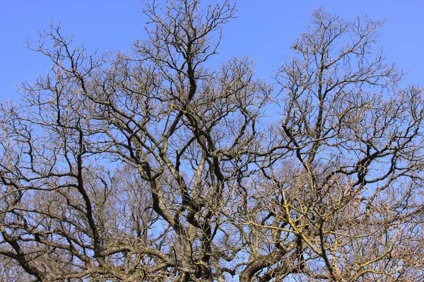 Большой старый дуб под зимним солнцем — стоковое фото