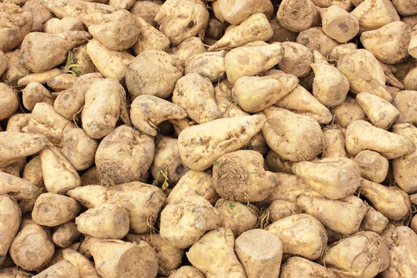 Sugar beet pile at the field after harvest — Stock Photo, Image
