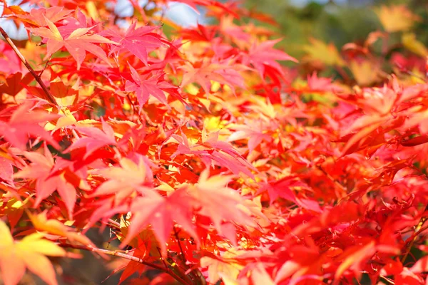 Acero in autunno con foglie rosse e arancioni — Foto Stock