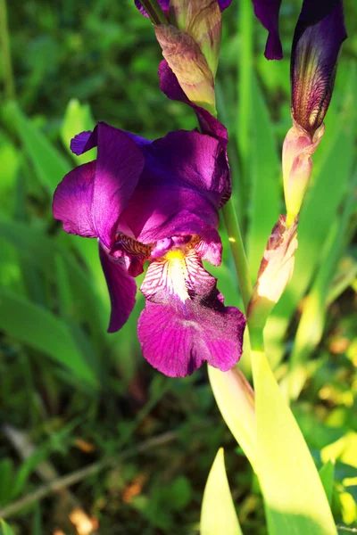Grupp av lila Iris i soliga vårdag. selektiv inriktning. — Stockfoto
