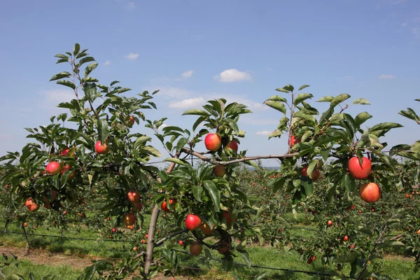 Nyáron a borított színes alma Alma gyümölcsös — Stock Fotó