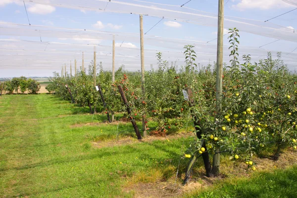 Pomar de maçã com redes para proteger contra granizo e pássaros — Fotografia de Stock