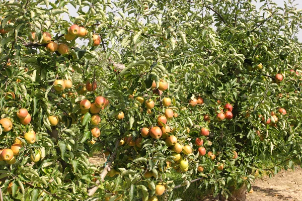 Renkli elma ile elma bahçesi yaz aylarında kapalı — Stok fotoğraf