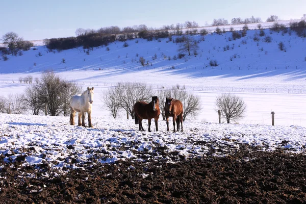 stock image Campaign under the sun and winter snow