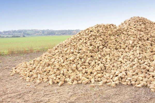 Pila de remolacha azucarera en el campo después de la cosecha —  Fotos de Stock