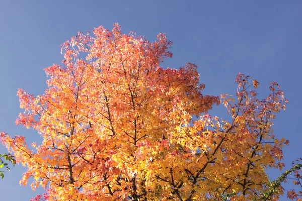 赤やオレンジ色の葉と秋の紅葉 — ストック写真