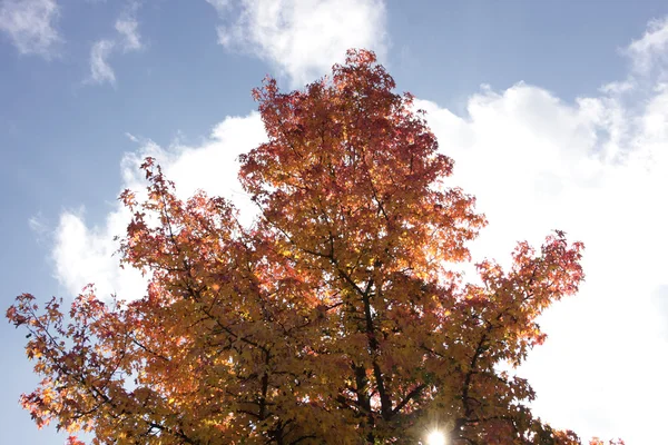 Bordo no outono com folhas vermelhas e laranja — Fotografia de Stock