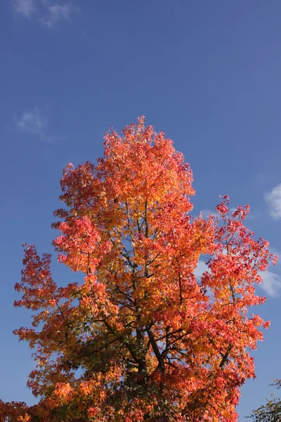 Klon czerwony i pomarańczowy liści jesienią — Zdjęcie stockowe