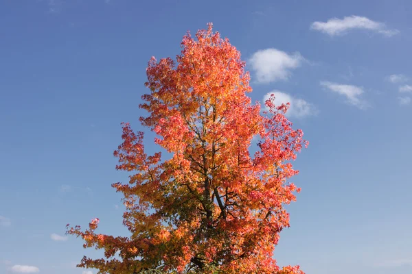 Maple in het najaar met rode en oranje bladeren — Stockfoto