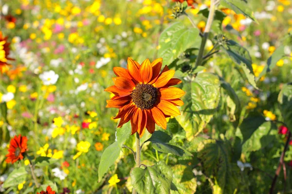 다채로운 꽃, 선택적 해바라기 오렌지에 초점 — 스톡 사진