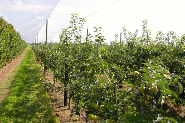 Huerto de manzanas con redes para proteger contra el granizo y las aves —  Fotos de Stock