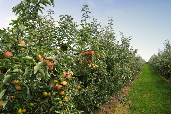 Apple orchard in summer, covered with colorful apples