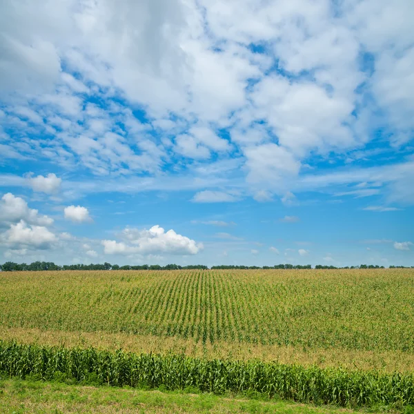 Зелёная кукуруза — стоковое фото