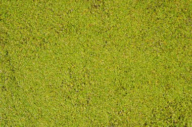 arka plan olarak duckweed