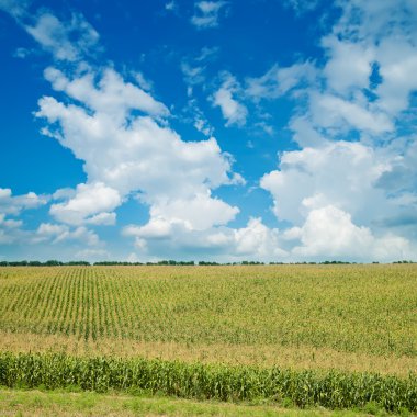 Field with green maize clipart