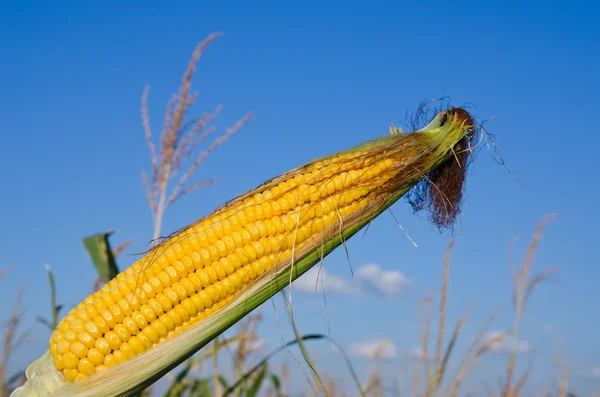 Kukuřice nad polem — Stock fotografie