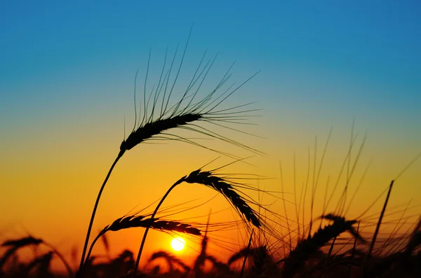 収穫に沈む夕日 — ストック写真