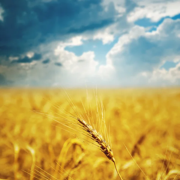 Espigas de ouro de trigo — Fotografia de Stock