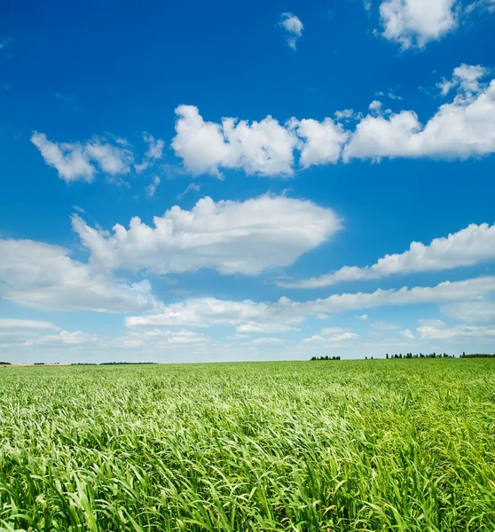 Green grass under cloudy sky — Stock Photo, Image