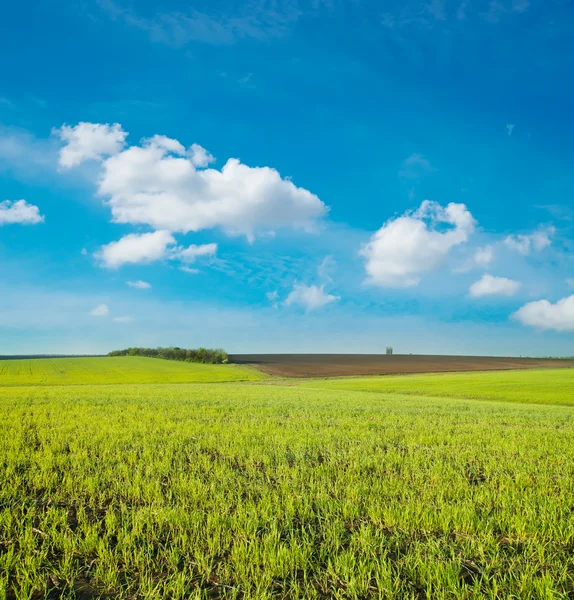 Agricultural green field — Stock Photo, Image