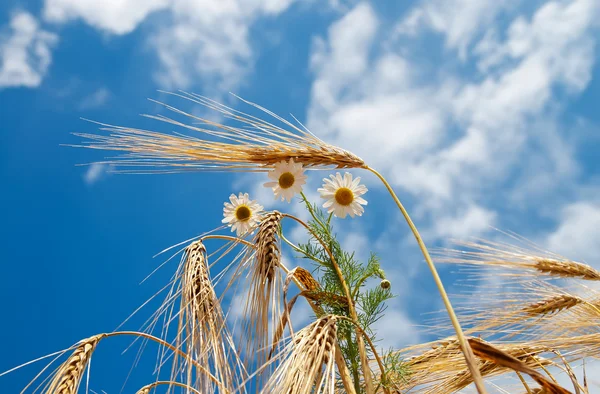 Pšenice s daisy — Stock fotografie