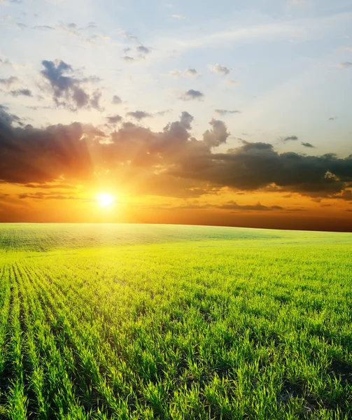 Solnedgång över grönt fält — Stockfoto