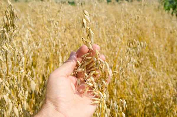 Oats closeup in hand — Stock Photo, Image
