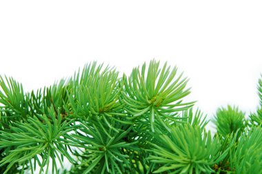Close-up of pine branches clipart