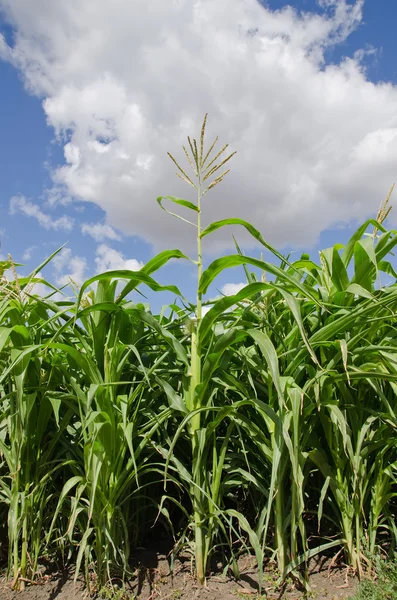 Prachtige groene maïs veld — Stockfoto