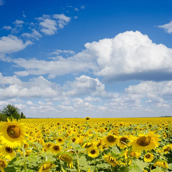 Sonnenblumenfeld unter bewölktem Himmel — Stockfoto