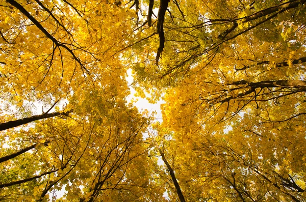 Top of yellow trees in autumn — Stock Photo, Image