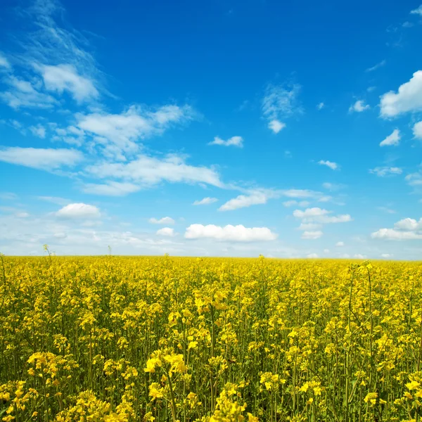 Blomma av olja raps i fält med blå himmel och moln — Stockfoto