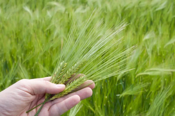 Ухо из зеленой пшеницы в руке — стоковое фото