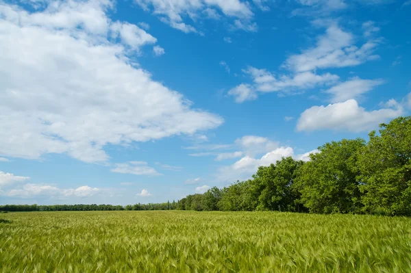 Campo de trigo verde perto de madeira — Fotografia de Stock
