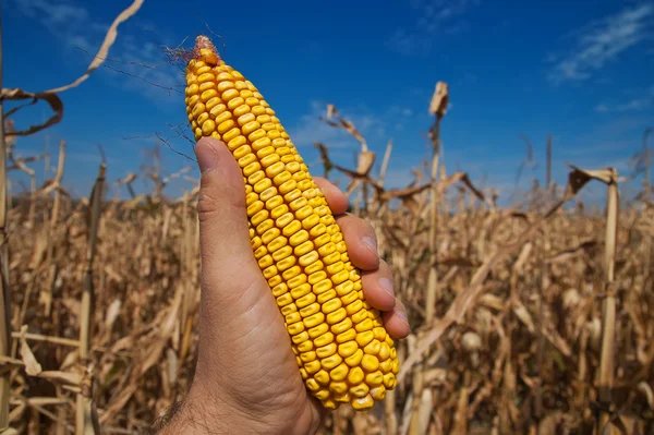 Кукурудза в руці над полем — стокове фото