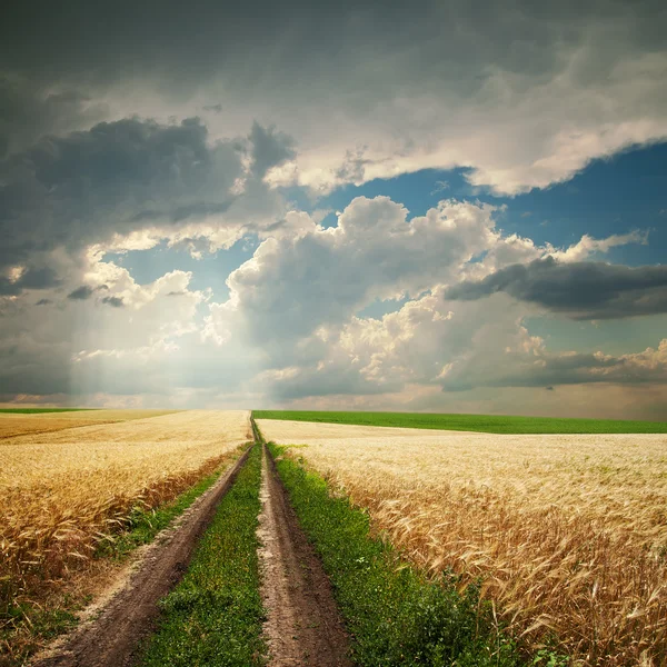 Дорога в золотом сельскохозяйственном поле под драматическими облаками — стоковое фото