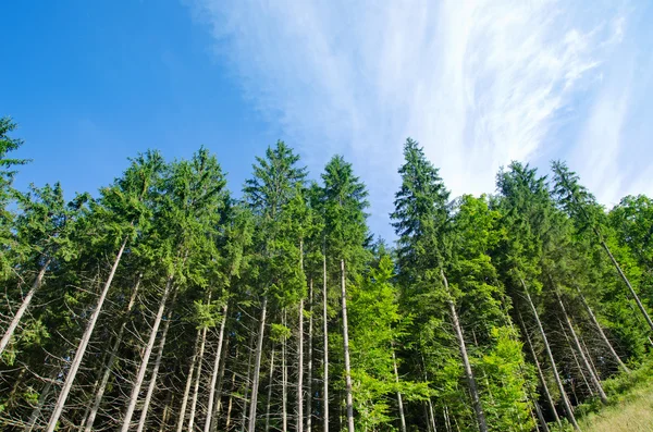 Сосновый лес под голубым небом в горах — стоковое фото