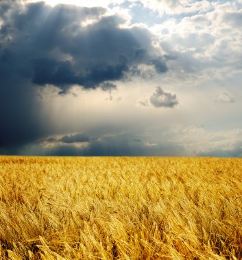 Golden field under dramatic sky clipart