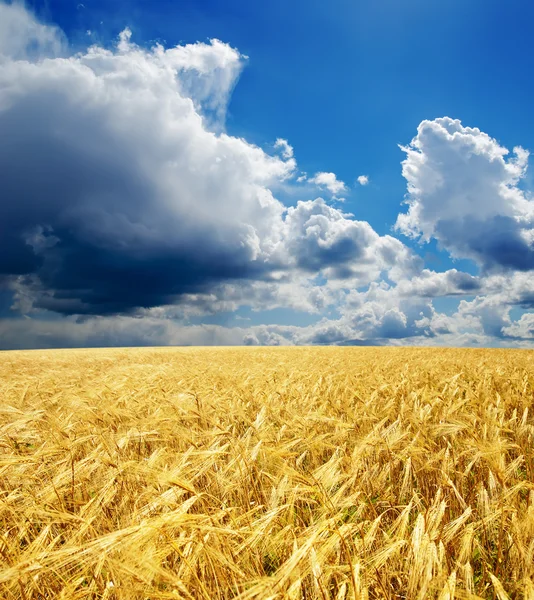 Golden field under dramatic sky — Stok Foto