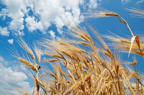Weizen und blauer Himmel — Stockfoto