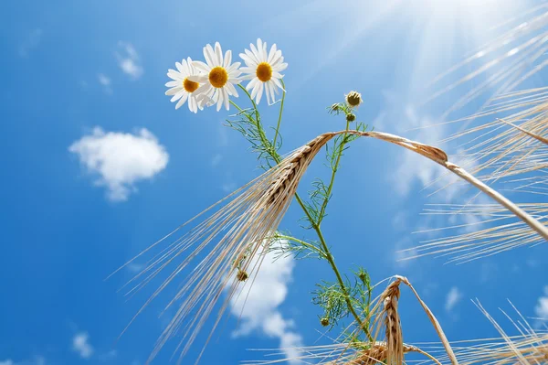 Daisy met tarwe onder blauwe hemel met zon — Stockfoto