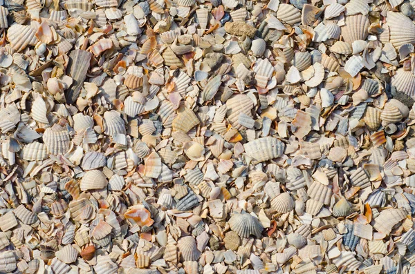 Pieses de fundo conchas do mar — Fotografia de Stock