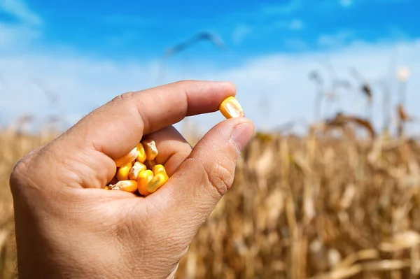 Maize in hand over field — Stock Photo, Image