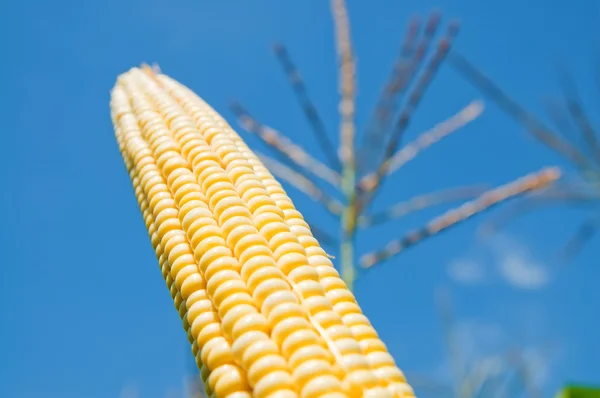Čerstvé kukuřice pod temně modrá obloha — Stock fotografie
