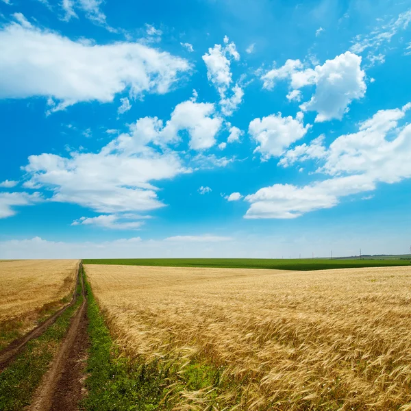 Estrada rural sob céu nublado em campo dourado — Fotografia de Stock