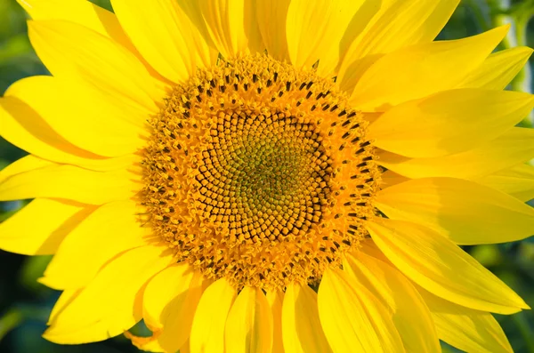 Central part of sunflower — Stock Photo, Image