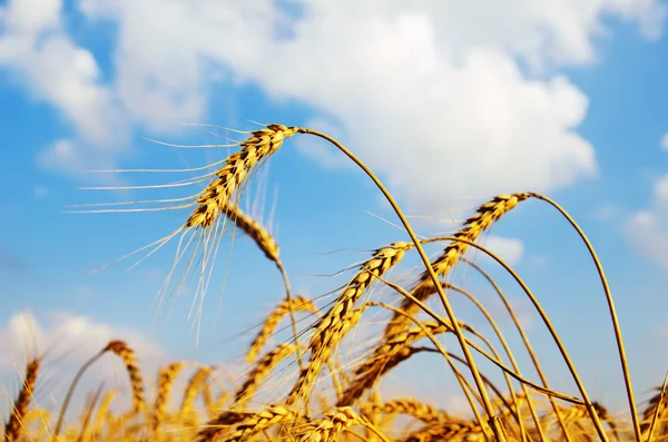 Pole s zlaté uši pšenice v západu slunce — Stock fotografie