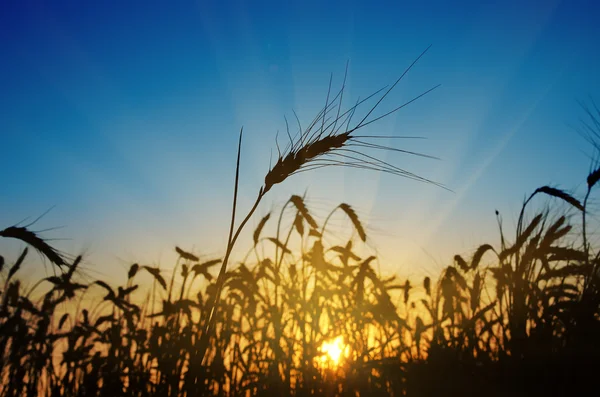Uši pšenice proti modré obloze se západem slunce — Stock fotografie