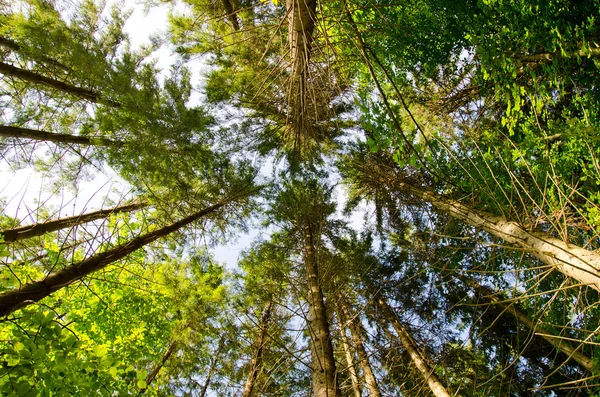 Las sosnowy w górskich Karpat — Zdjęcie stockowe